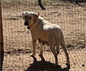 Mother of the Labrador Retriever puppies born on 08/26/2025