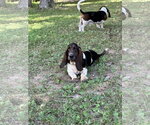 Small #3 Basset Hound