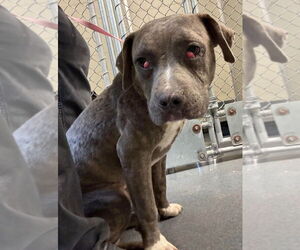 American Pit Bull Terrier Dogs for adoption in Glen Allen, VA, USA