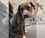 Small American Pit Bull Terrier