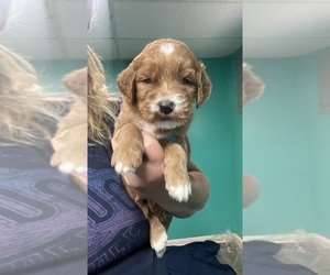 Goldendoodle Puppy for sale in NEWTON, NC, USA