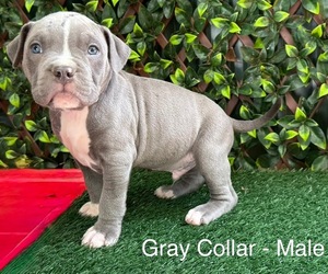 American Bully Puppy for sale in INDIAN TRAIL, NC, USA