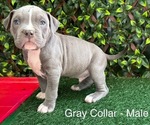 Image preview for Ad Listing. Nickname: Gizmo