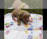 Puppy Aspen Golden Retriever