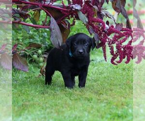 Labrador Retriever Puppy for sale in HYDE PARK, VT, USA