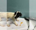 Small Rat Terrier Mix