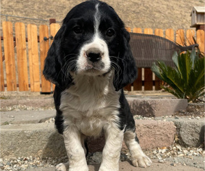 English Springer Spaniel Puppy for sale in GORMAN, CA, USA