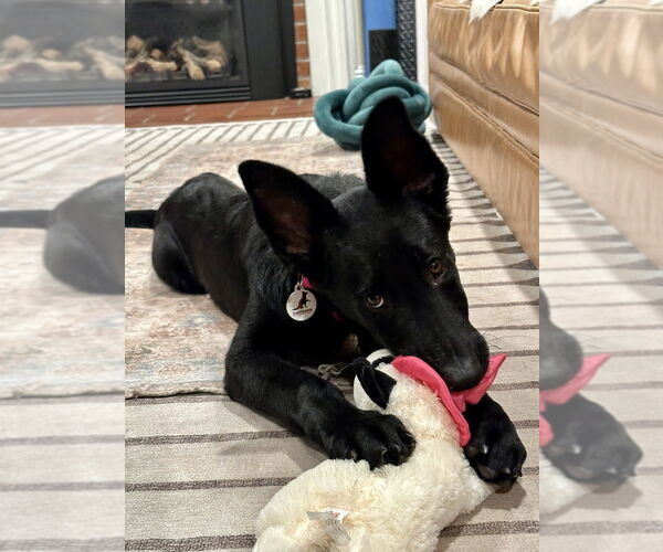 Medium Photo #2 German Shepherd Dog Puppy For Sale in West Sacramento, CA, USA