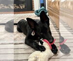 Small #1 German Shepherd Dog