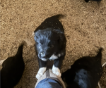 Small #4 Border-Aussie