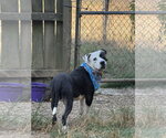Small #1 American Staffordshire Terrier Mix