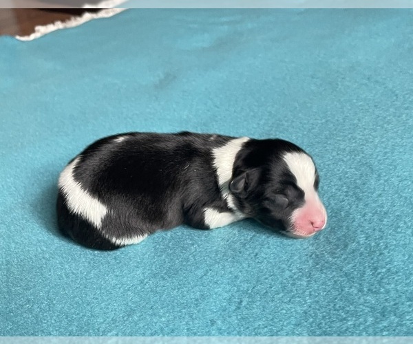 Medium Photo #2 Border Collie-Papillon Mix Puppy For Sale in CULPEPER, VA, USA