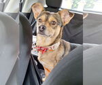 Small #4 Chiweenie