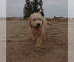 Puppy 4 Goldendoodle