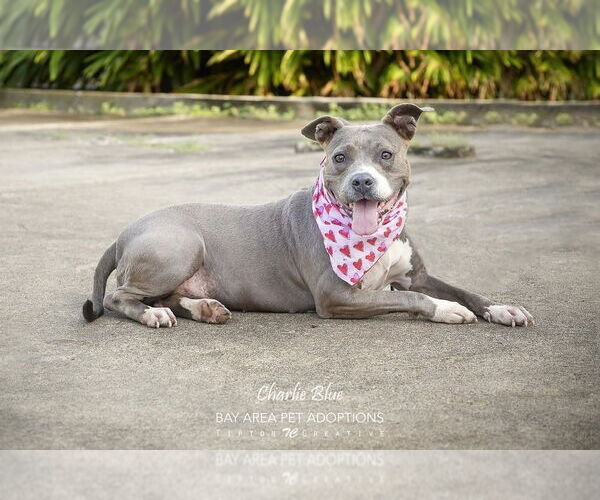 Medium Photo #2 American Pit Bull Terrier-Unknown Mix Puppy For Sale in San Leon, TX, USA