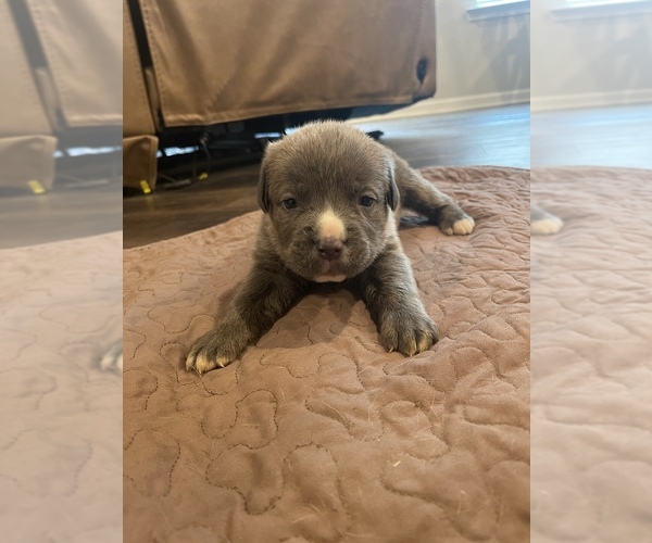 Medium Photo #3 Cane Corso Puppy For Sale in SLIDELL, LA, USA