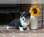 Small #6 Pembroke Welsh Corgi