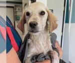 Small #2 Collie-Labrador Retriever Mix