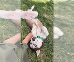 Small #2 Siberian Husky Mix