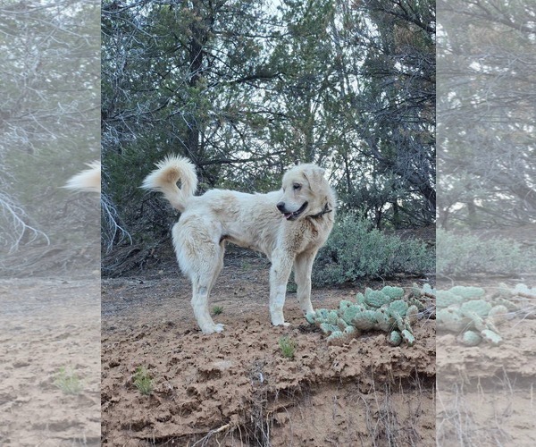 Medium Photo #1 Great Pyrenees Puppy For Sale in Bountiful, UT, USA