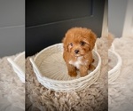 Small #2 Cavapoo