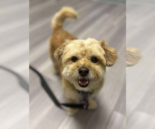 Medium Photo #2 Norfolk Terrier-Unknown Mix Puppy For Sale in Gretna, NE, USA