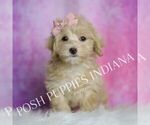 Small Photo #2 Maltipoo (Miniature) Puppy For Sale in WARSAW, IN, USA