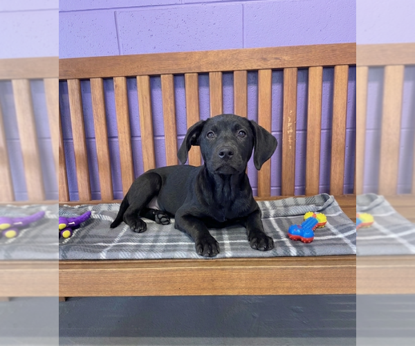 Medium Photo #3 Labrador Retriever-Unknown Mix Puppy For Sale in Genesee, WI, USA
