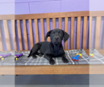 Small #2 Labrador Retriever Mix