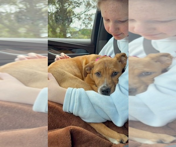 Medium Photo #2 Mutt Puppy For Sale in Woodbury, NY, USA