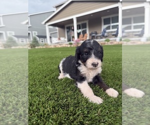 Medium Bernedoodle