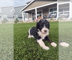 Puppy Artemis Bernedoodle