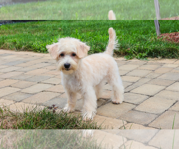 Medium Photo #9 Poodle (Toy)-West Highland White Terrier Mix Puppy For Sale in SYRACUSE, IN, USA