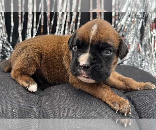 Medium Photo #6 Boxer Puppy For Sale in PAWNEE CITY, NE, USA