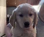 Puppy Apollo Golden Retriever