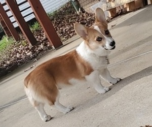 Pembroke Welsh Corgi Puppy for sale in CUBA, MO, USA