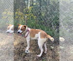 Small #1 Parson Russell Terrier Mix