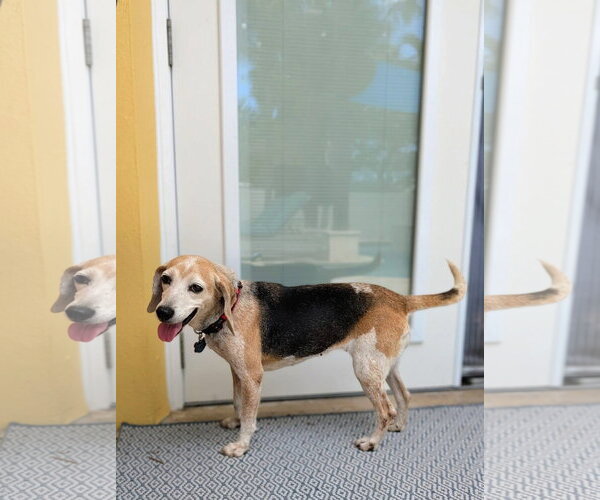 Medium Photo #5 Beagle Puppy For Sale in Tampa, FL, USA