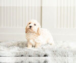 Small Photo #5 Bichpoo Puppy For Sale in WARSAW, IN, USA