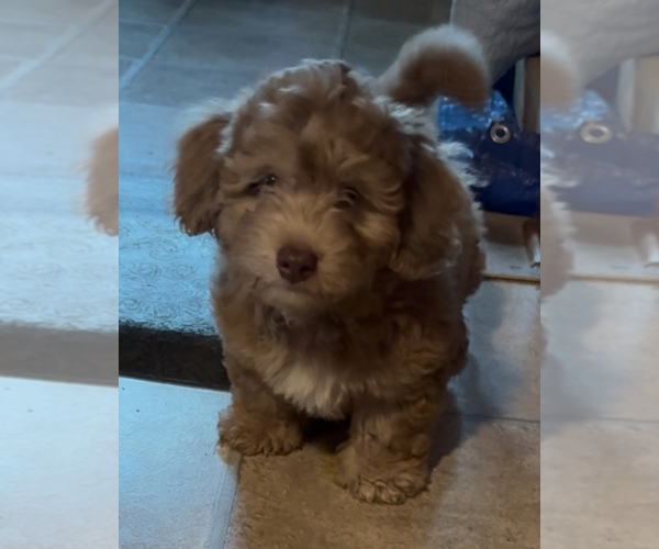 Medium Photo #1 Aussiedoodle-Labradoodle Mix Puppy For Sale in WAYNESFIELD, OH, USA