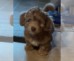 Puppy Goose Aussiedoodle-Labradoodle Mix