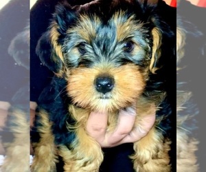 Yorkshire Terrier Puppy for sale in SAN JOSE, CA, USA