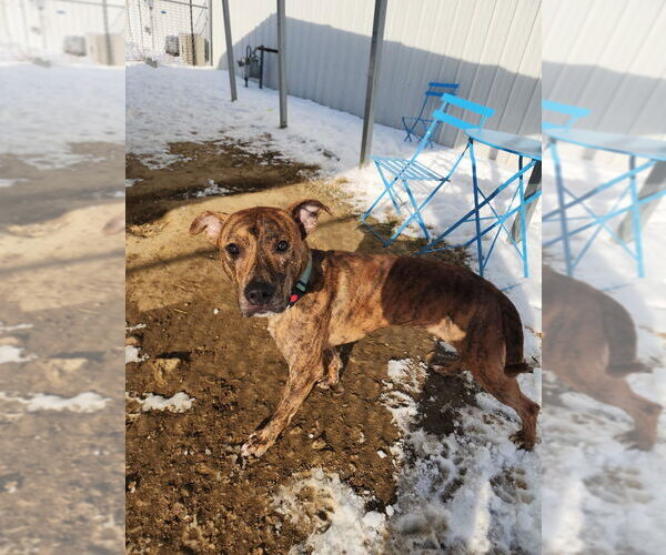 Medium Photo #8 Mutt Puppy For Sale in Evansville, IN, USA