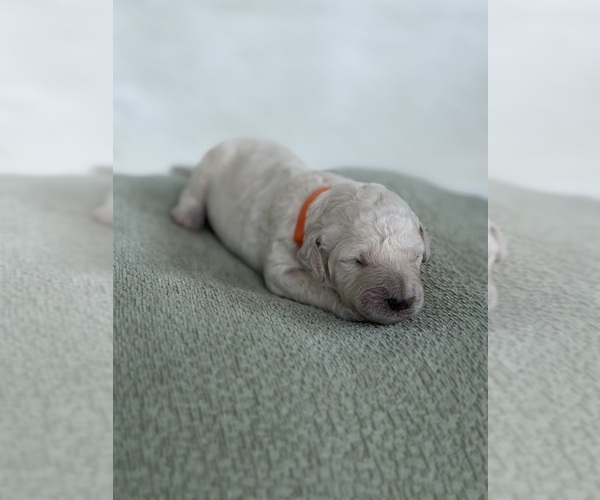Medium Photo #1 Goldendoodle mix (+ Poodle Standard) Puppy For Sale in MAYNARDVILLE, TN, USA