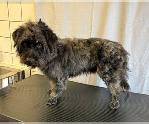 Mutt Dogs for adoption in Downey, CA, USA