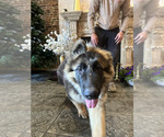 Small #3 German Shepherd Dog