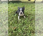Small #8 Boston Terrier