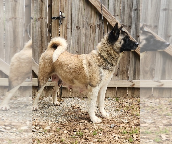 Medium Photo #19 Akita Puppy For Sale in MEM, TN, USA