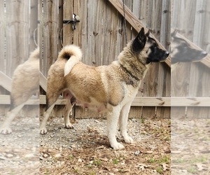 Medium Akita