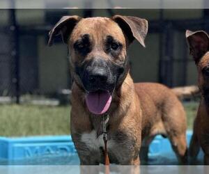 Black Mouth Cur-Rhodesian Ridgeback Mix Dogs for adoption in Tavares, FL, USA